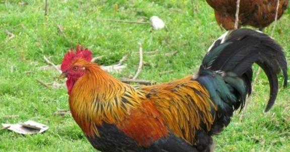 带你吃瓜之公鸡跳舞视频,带你领略田园风情的独特魅力