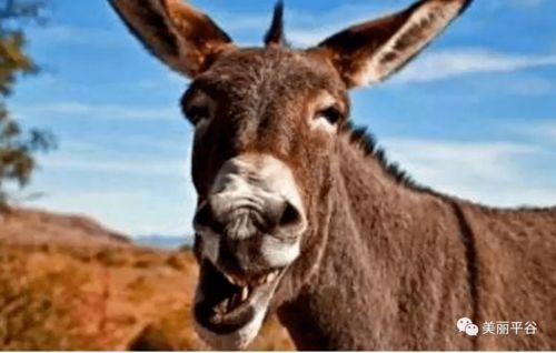 二驴吃哈密瓜视频大全,趣味横生的美食盛宴