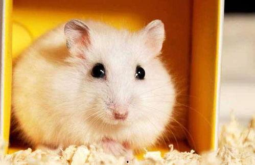 仓鼠吃佛手瓜好吗视频教程,营养美味两不误