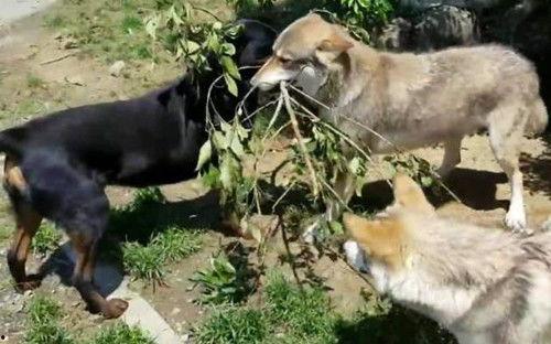 恶犬吃瓜视频,一场意外引发的全民热议