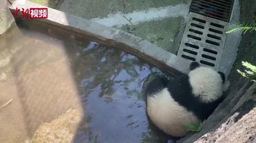 重庆动物园吃瓜熊猫视频,萌翻网友