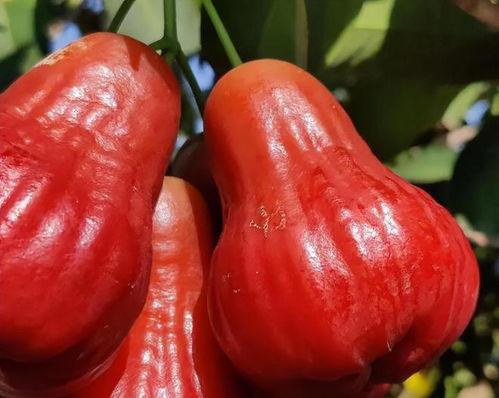 莲雾视频最新吃瓜网址,热门事件一网打尽