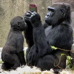 搞笑视频吃瓜大猩猩图片,萌态十足引网友爆笑