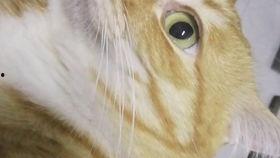 黄瓜猫吃瓜视频大全集下载,趣味横生的萌宠日常大放送