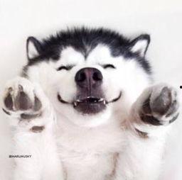 喂狗吃瓜群众视频真实,引发网友热议